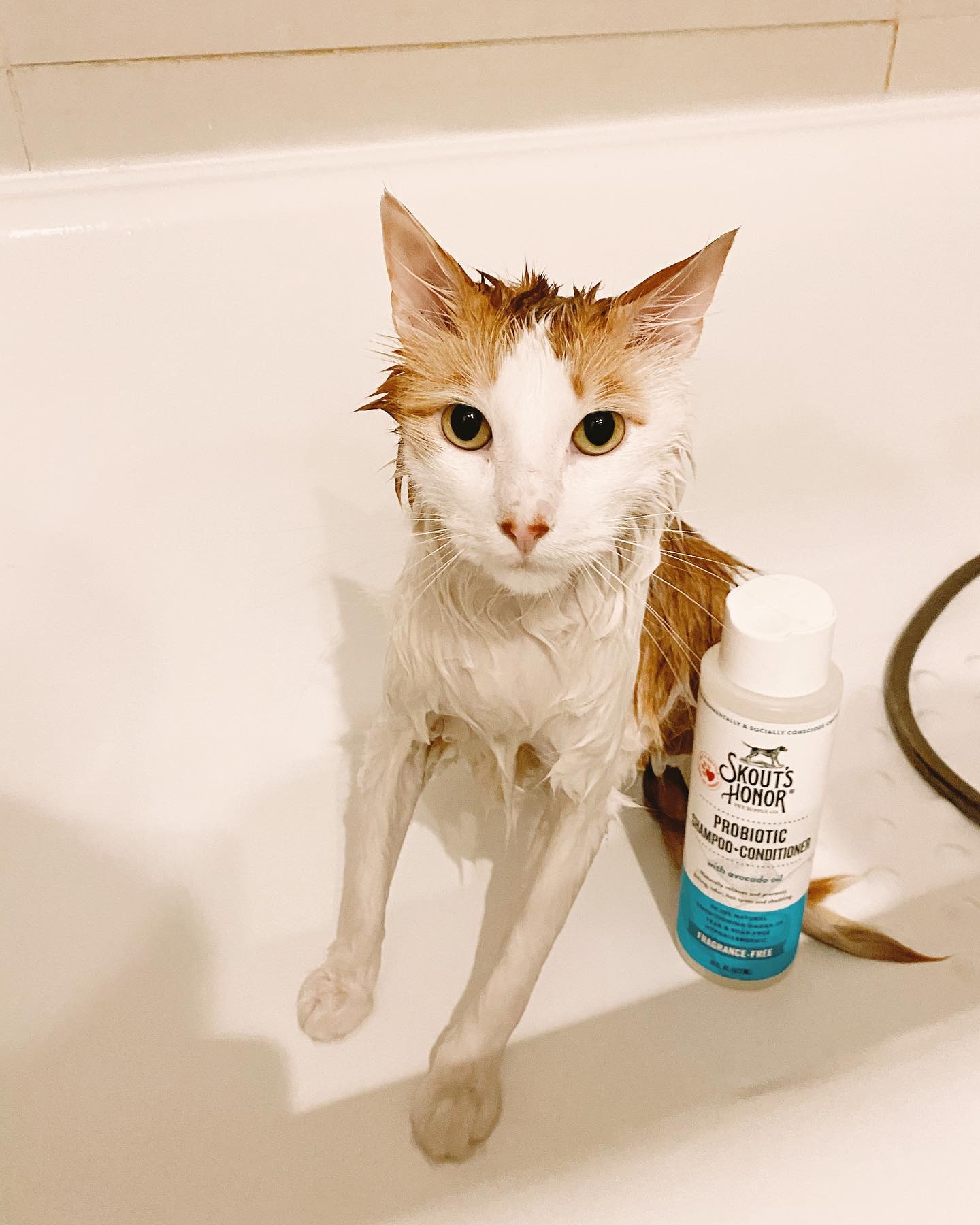 Skout's Honor Probiotic Shampoo+Conditioner Fragrance-Free (16oz)