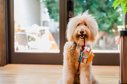 Canine Commute - San Pup-cisco Cable Car