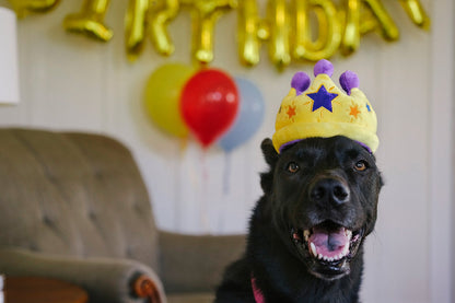 Party Time - Canine Crown Toy