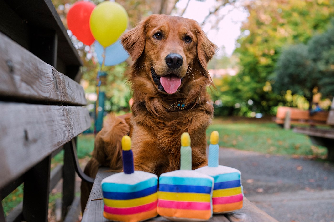 Party Time Bone appetite Cake Toy