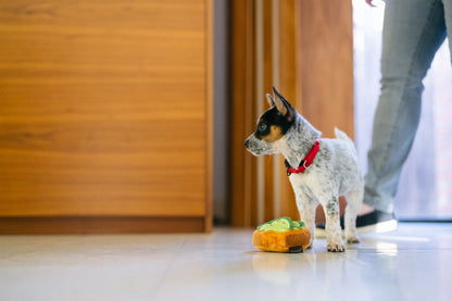 Barking Brunch - Avocado Toast