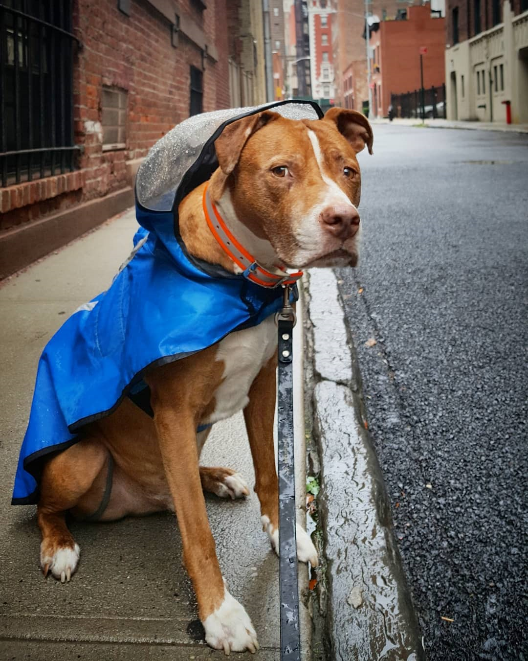 Adjustable Cap Dog Raincoat