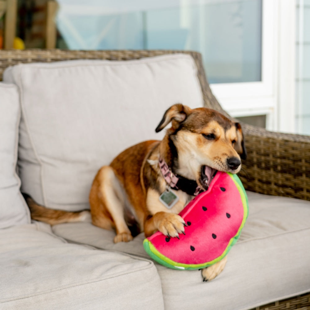 Watermelon Dog Toy