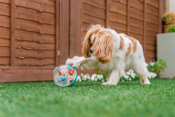 Wobble Ball Dog Toy